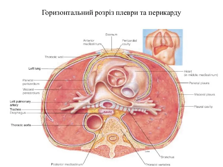 Горизонтальний розріз плеври та перикарду