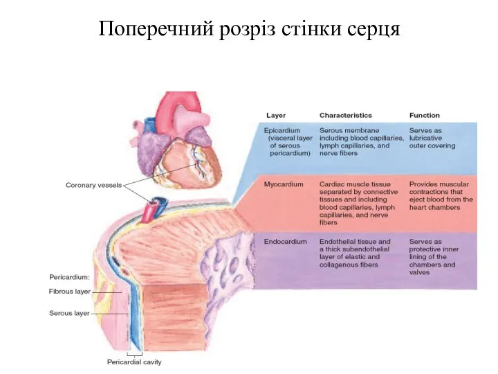 Поперечний розріз стінки серця