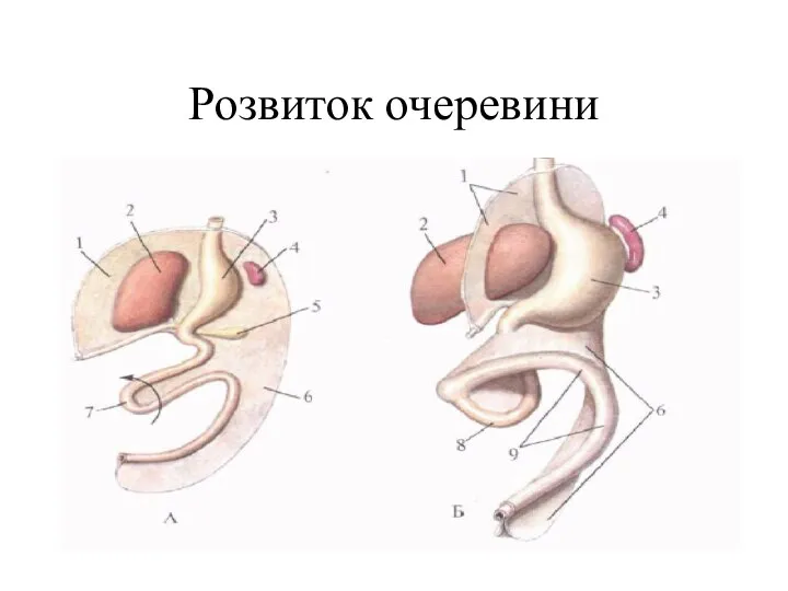 Розвиток очеревини