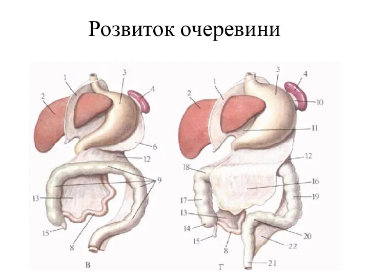 Розвиток очеревини