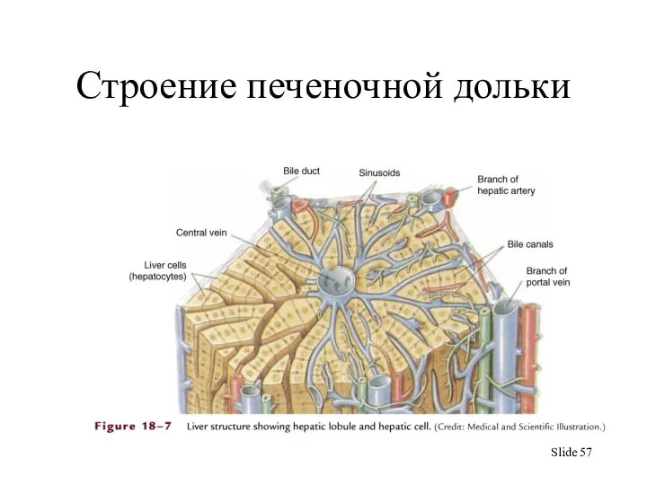 Строение печеночной дольки Slide