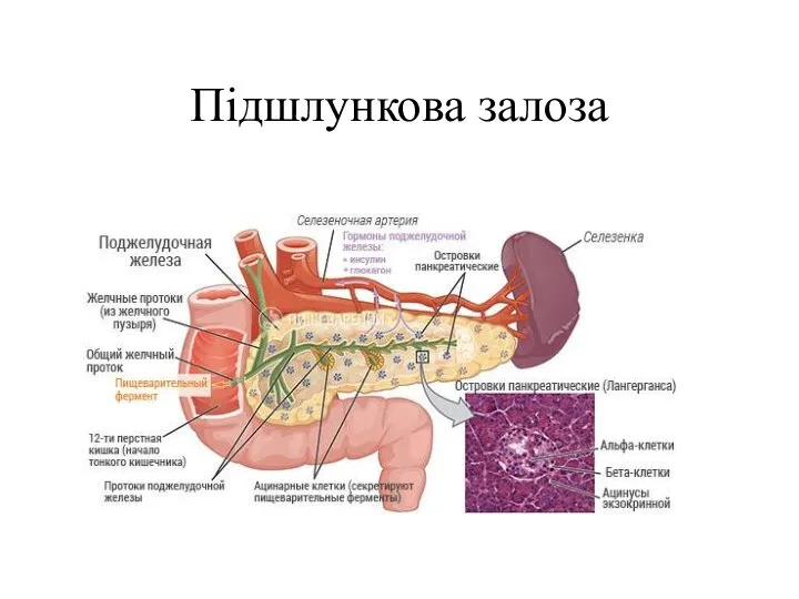 Підшлункова залоза