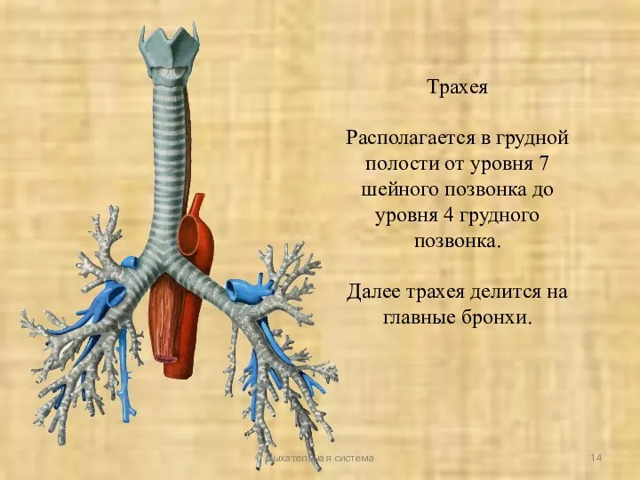 Трахея Располагается в грудной полости от уровня 7 шейного позвонка до уровня