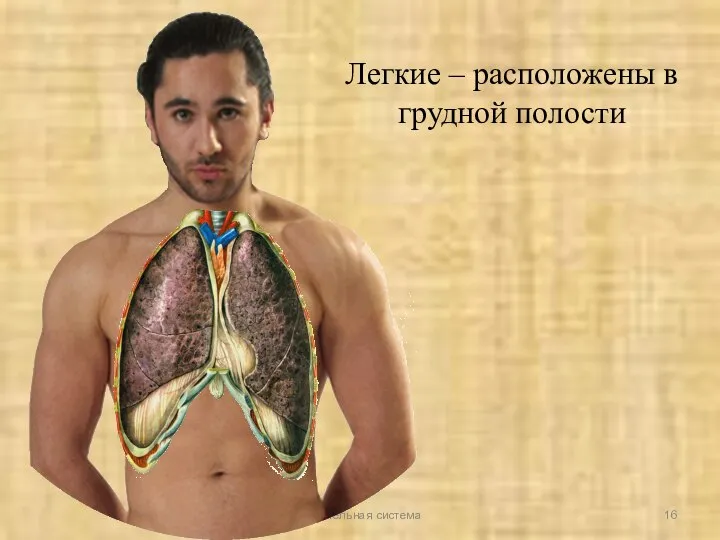 Дыхательная система Легкие – расположены в грудной полости