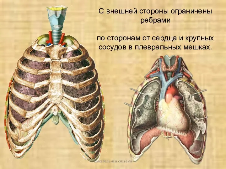 Дыхательная система С внешней стороны ограничены ребрами по сторонам от сердца и