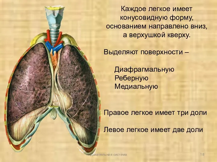 Дыхательная система Каждое легкое имеет конусовидную форму, основанием направлено вниз, а верхушкой