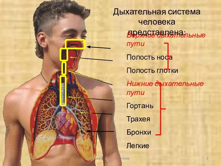 Верхние дыхательные пути Полость носа Полость глотки Нижние дыхательные пути Гортань Трахея