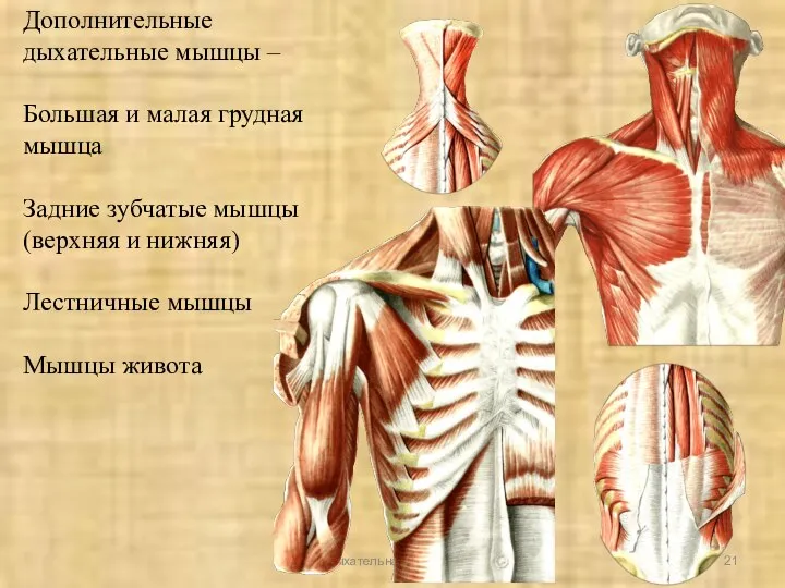 Дыхательная система Дополнительные дыхательные мышцы – Большая и малая грудная мышца Задние