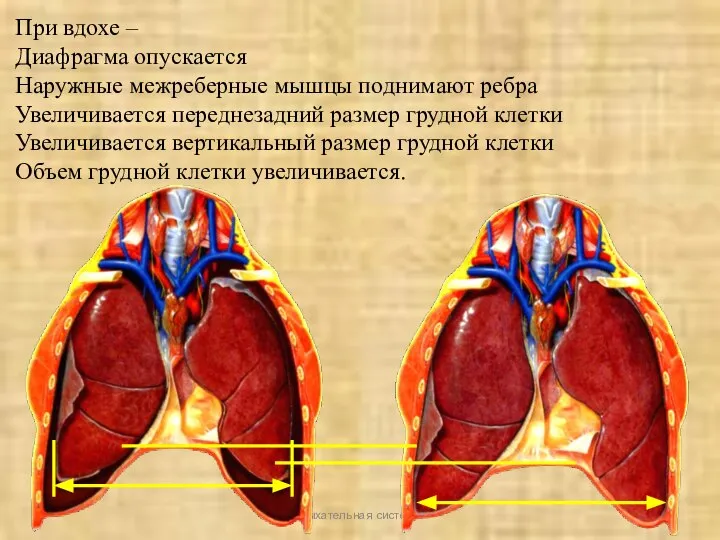 Дыхательная система При вдохе – Диафрагма опускается Наружные межреберные мышцы поднимают ребра