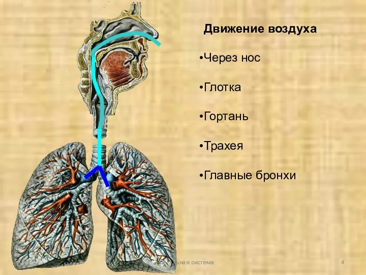 Дыхательная система Движение воздуха Через нос Глотка Гортань Трахея Главные бронхи