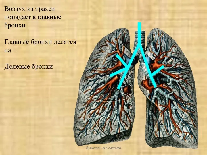 Дыхательная система Воздух из трахеи попадает в главные бронхи Главные бронхи делятся на – Долевые бронхи