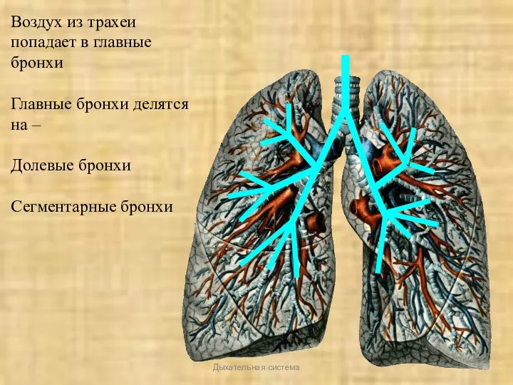 Дыхательная система Воздух из трахеи попадает в главные бронхи Главные бронхи делятся