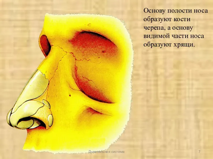 Основу полости носа образуют кости черепа, а основу видимой части носа образуют хрящи. Дыхательная система