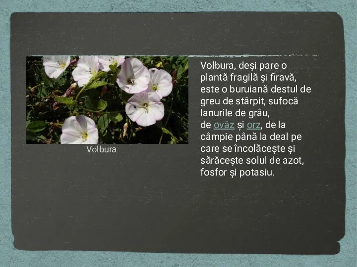 Volbura Volbura, deși pare o plantă fragilă și firavă, este o buruiană