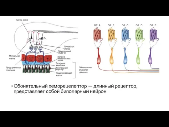 Обонятельный хеморецепептор — длинный рецептор, представляет собой биполярный нейрон