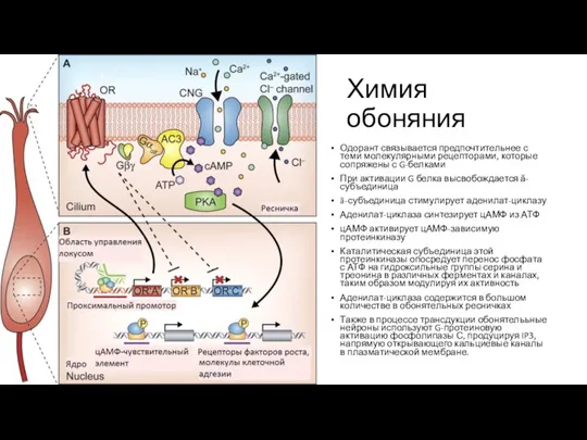 Химия обоняния Одорант связывается предпочтительнее с теми молекулярными рецепторами, которые сопряжены с