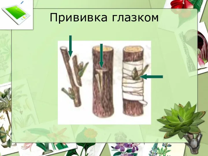 Прививка глазком