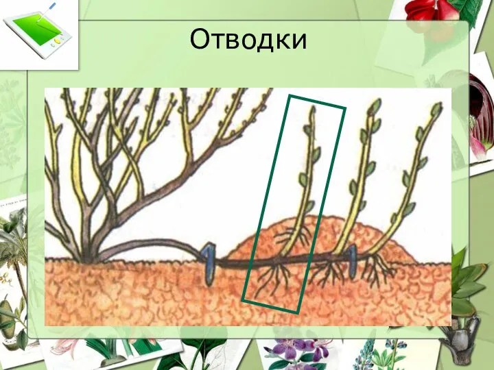 Отводки