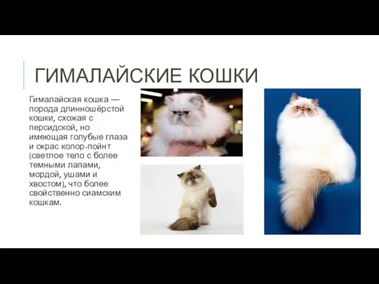 ГИМАЛАЙСКИЕ КОШКИ Гималайская кошка — порода длинношёрстой кошки, схожая с персидской, но
