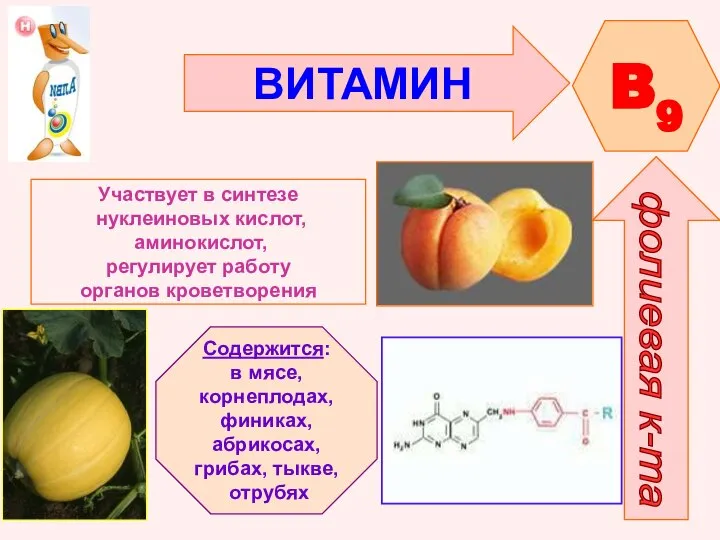 ВИТАМИН B9 фолиевая к-та Участвует в синтезе нуклеиновых кислот, аминокислот, регулирует работу