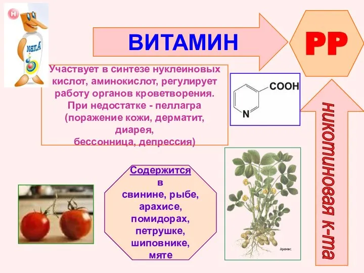 ВИТАМИН PP никотиновая к-та Участвует в синтезе нуклеиновых кислот, аминокислот, регулирует работу