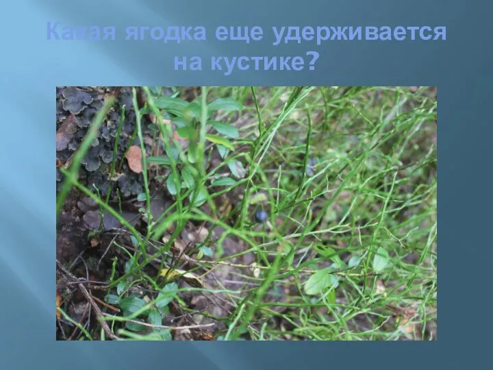 Какая ягодка еще удерживается на кустике?