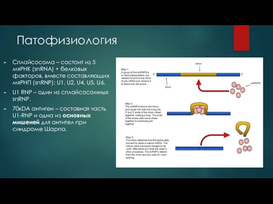 Патофизиология Сплайсосома – состоит из 5 мяРНК (snRNA) + белковых факторов, вместе