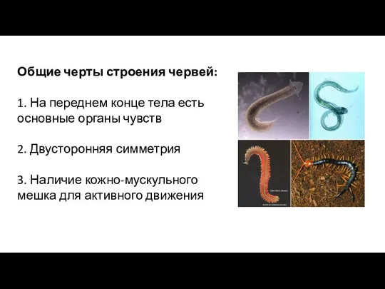 Общие черты строения червей: 1. На переднем конце тела есть основные органы