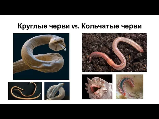 Круглые черви vs. Кольчатые черви