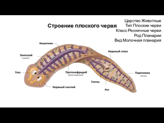 Строение плоского червя Царство Животные Тип Плоские черви Класс Ресничные черви Род Планарии Вид Молочная планария