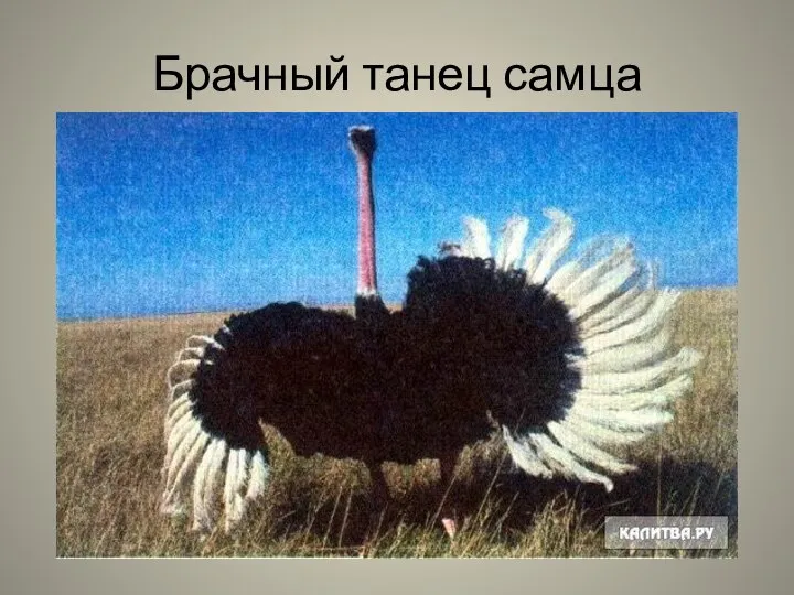 Брачный танец самца