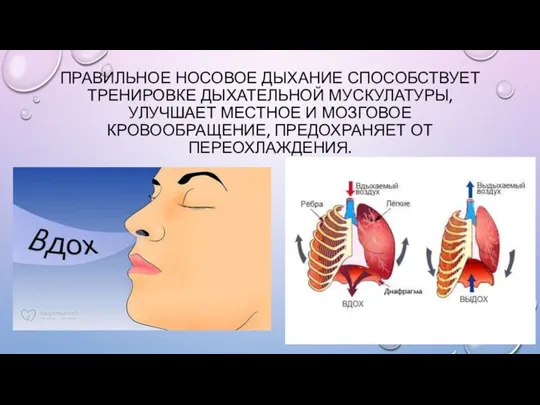 ПРАВИЛЬНОЕ НОСОВОЕ ДЫХАНИЕ СПОСОБСТВУЕТ ТРЕНИРОВКЕ ДЫХАТЕЛЬНОЙ МУСКУЛАТУРЫ, УЛУЧШАЕТ МЕСТНОЕ И МОЗГОВОЕ КРОВООБРАЩЕНИЕ, ПРЕДОХРАНЯЕТ ОТ ПЕРЕОХЛАЖДЕНИЯ.