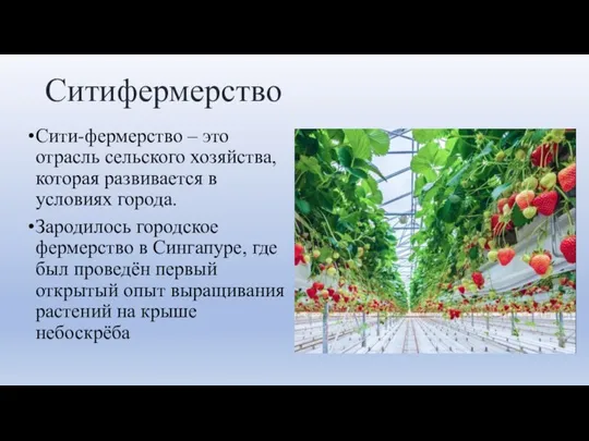 Ситифермерство Сити-фермерство – это отрасль сельского хозяйства, которая развивается в условиях города.