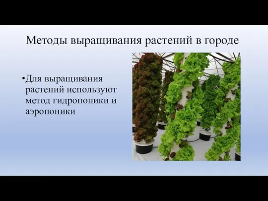 Методы выращивания растений в городе Для выращивания растений используют метод гидропоники и аэропоники