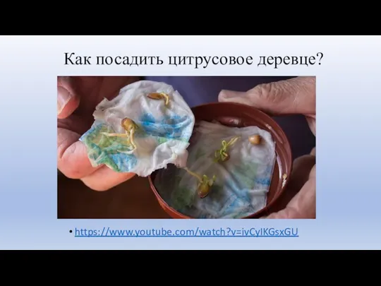 Как посадить цитрусовое деревце? https://www.youtube.com/watch?v=ivCyIKGsxGU