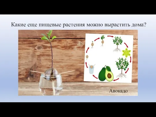 Какие еще пищевые растения можно вырастить дома? Авокадо