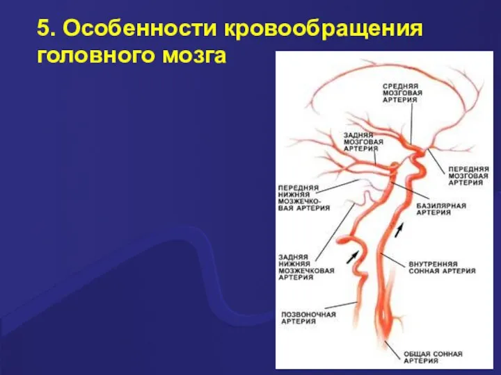 5. Особенности кровообращения головного мозга