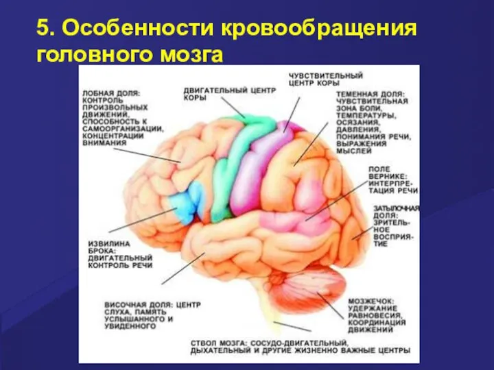 5. Особенности кровообращения головного мозга
