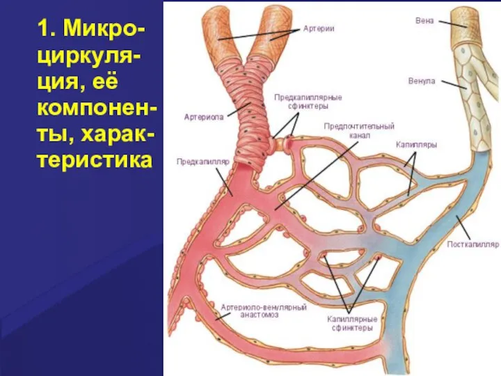 1. Микро- циркуля- ция, её компонен- ты, харак- теристика