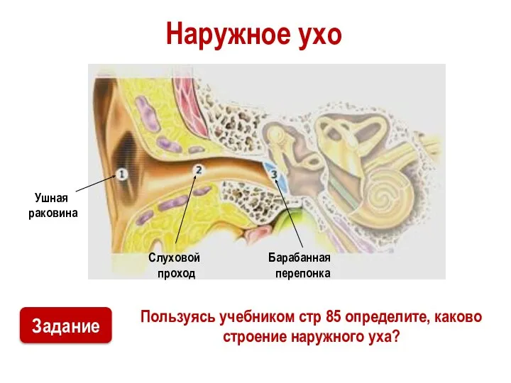 Наружное ухо Пользуясь учебником стр 85 определите, каково строение наружного уха? Ушная