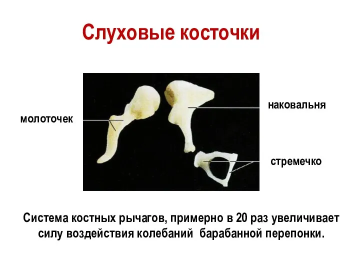 молоточек наковальня стремечко Слуховые косточки Система костных рычагов, примерно в 20 раз