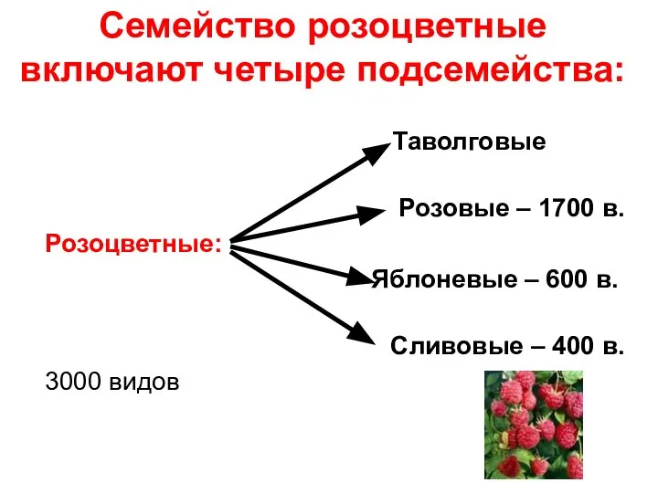 Семейство розоцветные включают четыре подсемейства: Таволговые Розовые – 1700 в. Розоцветные: Яблоневые