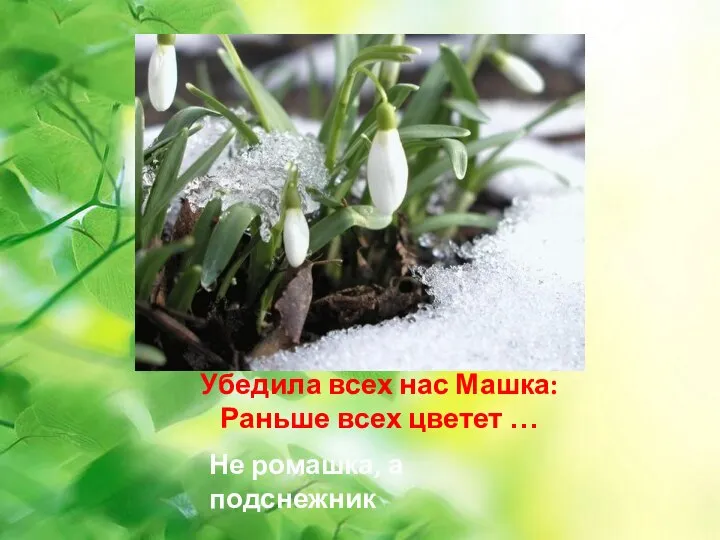 Убедила всех нас Машка: Раньше всех цветет … Не ромашка, а подснежник