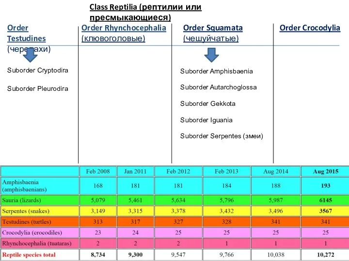 Class Reptilia (рептилии или пресмыкающиеся) Order Testudines (черепахи) Order Crocodylia Order Rhynchocephalia