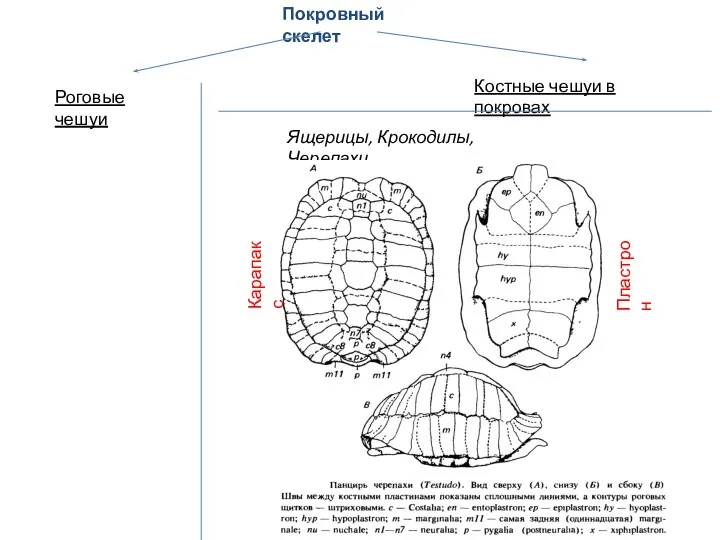 Покровный скелет Роговые чешуи Костные чешуи в покровах Ящерицы, Крокодилы, Черепахи Карапакс Пластрон