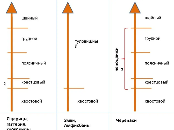 шейный грудной поясничный крестцовый хвостовой 2 Ящерицы, гаттерия, крокодилы хвостовой шейный грудной