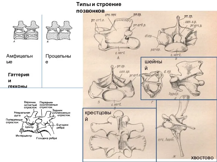 Типы и строение позвонков Амфицельные Процельные Гаттерия и гекконы крестцовый хвостовой шейный