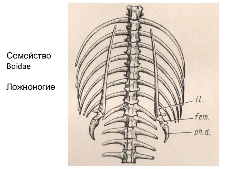 Семейство Boidae Ложноногие