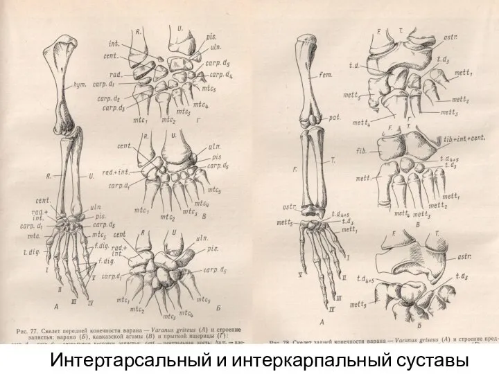 Интертарсальный и интеркарпальный суставы