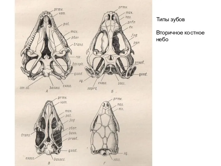 Типы зубов Вторичное костное небо